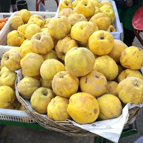 300 pcs Quittenbaum Winterhart Samen, bonsaibaum echt, stauden winterhart mehrjährig Quittenbaum Kaufen - Cydonia oblonga, säulenobst winterhart, samen bio saatgut, gartenpflanzen