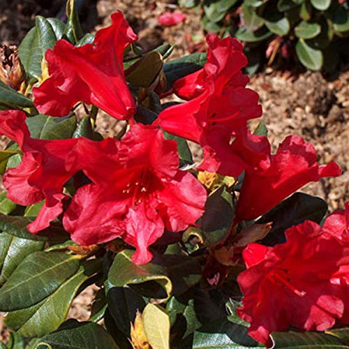 Rhododendron 'Baden-Baden' 20-30 cm en conteneur