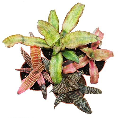 4er Set Earth bromeliad - Cryptanthus - variegated plant - Ideal for terrariums