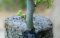 All Cultivo Pâte cicatrisante et mastic de greffage professionnel 2 kg (2 x 1 kg) Traitement des plaies d'élagage des arbres, fixateur de greffes