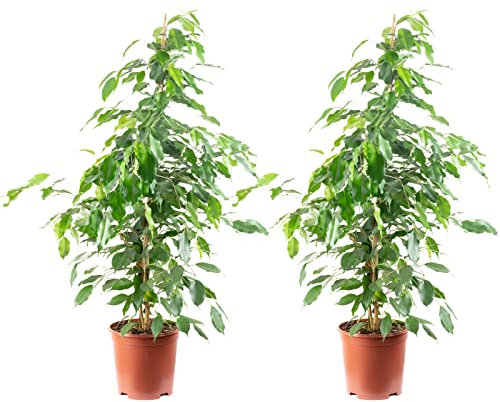 2er-Set Birkenfeige 'Forever-Mix' - echte Zimmerpflanze, Ficus benjamini - Höhe ca. 110 cm, Topf-Ø 21 cm