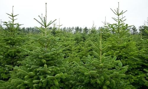 50st. Weisstanne Abies Alba 15-30cm Forstpflanzen Nadelgehölze Wurzelware Weisstannen