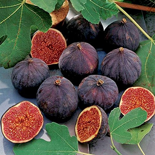 FICO SIMILE-FICUS CARICA- VIOLA DOMENICO TAURO- albero da frutto da esterno pianta vera Ø 19 cm - h 150 cm