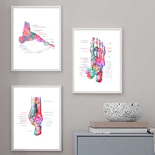TANYANG Fußknochen-Anatomie-Kunstwerk, Medizinisches Wandkunstbild, Podologie, Poster, Muskelsystem, Vintage, 3-Teilig, Leinwand, Gemälde, Druck, Körper, Heimdekoration 12X16 Kein Rahmen