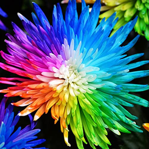 Haloppe 200 Stücke Chrysantheme Blumen Pflanzen Samen für Hausgarten Pflanzen, Pflanzensamen Bunte Mini 4224915031 Chrysanthemen Samen für den Außenbereich Mehrfarbig
