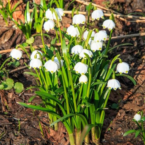4 pcs märzenbecher zwiebeln kaufen - Leucojum vernum - stauden balkonpflanzen winterhart märzenbecher pflanze Knollen gartenblumen mehrjährig winterhart, garten geschenk blumenzwiebeln