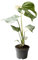 Monstera Thai Constellation ca. 40 cm – Exquisite Pflanzenpracht für Ihr Zuhause