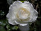 Iceberg Climbing Rose in 5.5lt Pot (Live Plants)