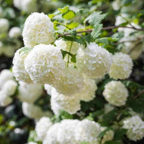 Viburnum Snowball Tree Potted Hardy Garden Shrub with Large White Blooms and is Easy to Grow, 1 x Viburnum Opulus ‘Roseum’ Plant in 3.6L Pot by Thompson and Morgan