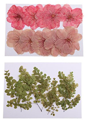 oshhni 20 Pièces Fleurs Pressées, Fleur de Cerisier pour L'artisanat de Fleurs, Cartes