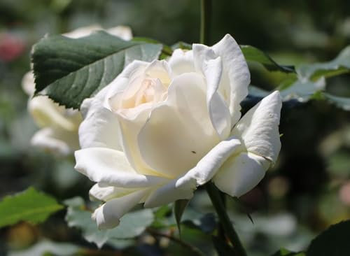 Edelrose Irina (Container)