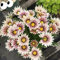 50 pcs Afrikanisches Ringkörbchen samen - zimmerpflanzen,Gazania rigens, bienenwiese saatgut bodendecker kräutergarten geschenk geschenke für gartenliebhaber pflanzensamen