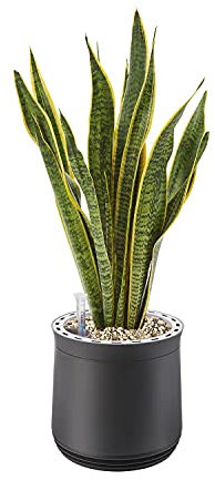 AIRY Pot M mit Bogenhanf & 6-L Airy Base Substrat • Natürlicher Luftreiniger filtert Schadstoffe, Allergene & Gerüche • Ideal für Räume mit ca. 20qm • Made in Germany, 2303-603 anthrazit-anthrazit