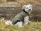 Trixie hundemantel arlay dunkelgrün