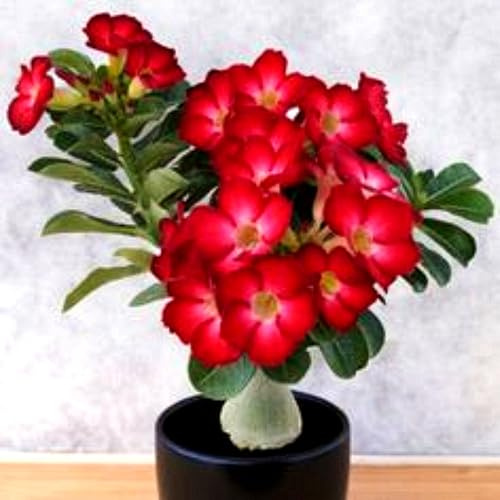 Mix Rizoma Di Rosa Del Deserto, Resistenti Al Freddo E Alla Siccità, Facile Da Coltivare, Splendide esposizioni in giardino-2 Rizoma-E