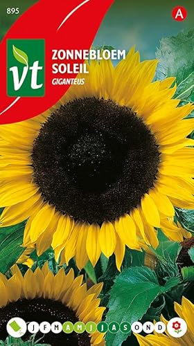 Sonnenblume Giganteus Samen Die große große Sonnenblume Samen
