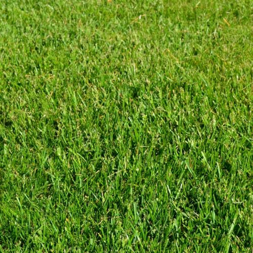 Generisch 5 Kg Grassamen Rasensamen Buga Rasenzauber Nr. 9 für ca 150m² - der schnelle Zierrasen - Mähroboter - Grassamen - Premium Rasensamen - Neunalage - Nachsaat