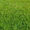 Generisch 5 Kg Grassamen Rasensamen Buga Rasenzauber Nr. 9 für ca 150m² - der schnelle Zierrasen - Mähroboter - Grassamen - Premium Rasensamen - Neunalage - Nachsaat