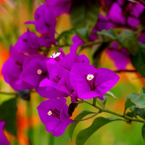 100 Pcs Bougainvillea Pflanzen Kaufen Samen - Blumendeko, Pflanzen Für Sonnige Plätze Drillingsblume Bougainvillea Pflanze Winterhart Samen, Ausgefallene Geschenke, Bodendecker Winterhart