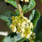 120 pcs Lorbeerbaum Winterhart Samen winterharte kübelpflanzen Lorbeer Pflanze, Laurus nobilis, balkonpflanzen bienen wiese baumsamen bäume garten winterhart bio saatgut robuste balkonpflanzen
