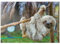MyPuzzle Faultiere im San Jose Rettungszentrum, Costa Rica - Premium 1000 Teile Puzzle - MyPuzzle Sonderkollektion von Puzzle Galaxy.