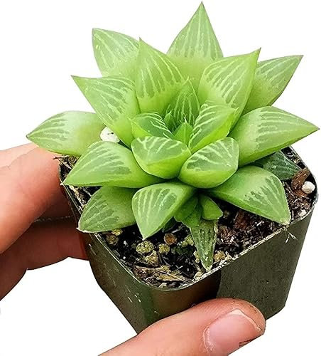 1 x Haworthia Succulent Plant - Haworthia cooperi in 6cm pots