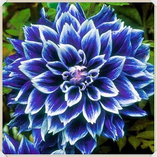 Dahlienzwiebeln Dahlien Sind KräFtig Und Wachsen Schnell KäLtebestäNdig Dahlien Eignen Sich Sowohl FüR Unerfahrene GäRtner Als Auch FüR Dahlienzwiebeln -2zwiebelns-C