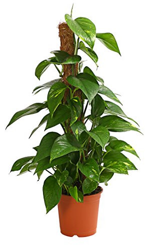 Dehner Efeutute, an Moosstab gebunden, ca. 50-60 cm, Ø Topf 17 cm, Zimmerpflanze