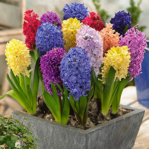 Hyacinth Bedding Mixed 14/15cm X6 Bulbs for Planting