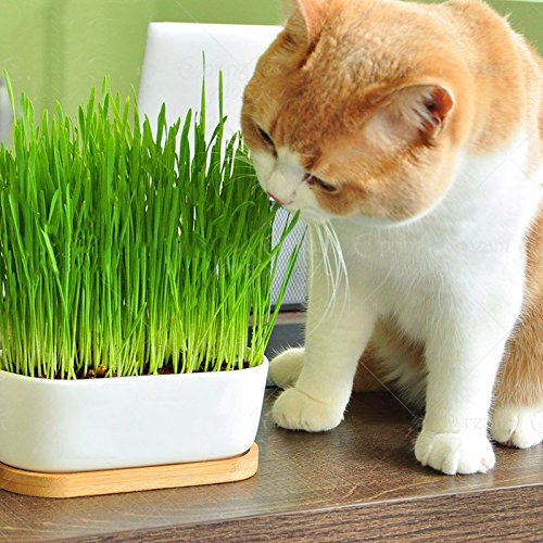 mumisuto 100 Stück/Pack Katzengras Samen Hausgarten Schöne Pflanze Blumensamen Indoor Bonsai Blumentopf Pflanzensamen