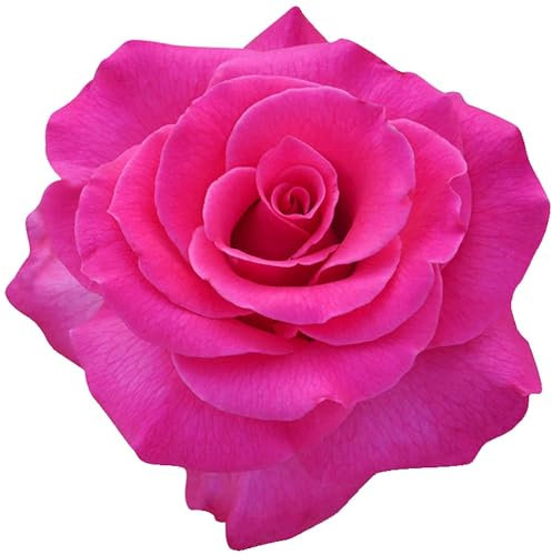 kleberio Selbstklebender Aufkleber Autoaufkleber Sticker wetterfest Blumen Mülltonne Blumenwiese Dekoration Fensterbild Fliesenaufkleber 10 x 10 cm - Rosa Kulturrose -