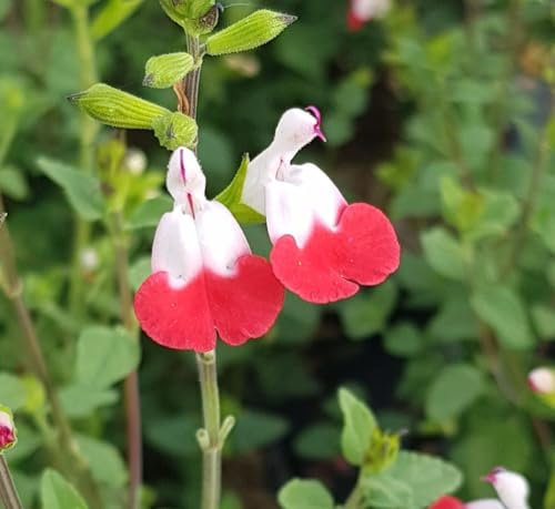 Salvia microphylla 'Hot Lips' / Sauge à petites feuilles/Conteneur de 3 à 4 litres/Vivace