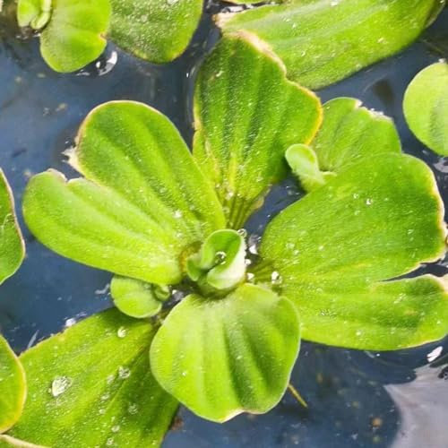 100 pcs muschelblume für aquarium samen, Pistia stratiotes, samen zimmerpflanzen, alte sorten saatgut muschelblume für teich garten geschenke für frauen, planzen seeds, seltene samen