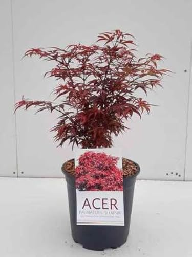 Acer palm. 'Shaina' - Erable Du Japon,Érable Palmé 'Shaina' 50-60 cm en pot