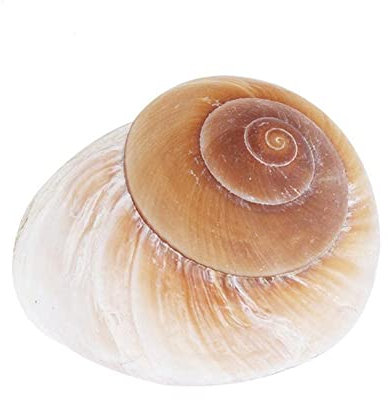 Coquille de conque naturelle pour l'ermite, le crabe jaune de rechange J7L3 - Décoration escargot