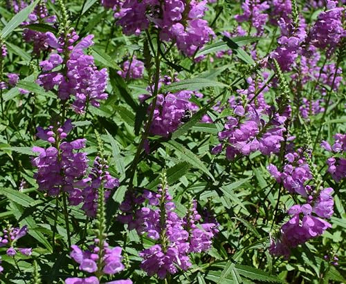 Türkischer Drachenkopf (Dracocephalum moldavica) Samen. Bienenweide & Teepflanze (2000 Samen = 4,2g)