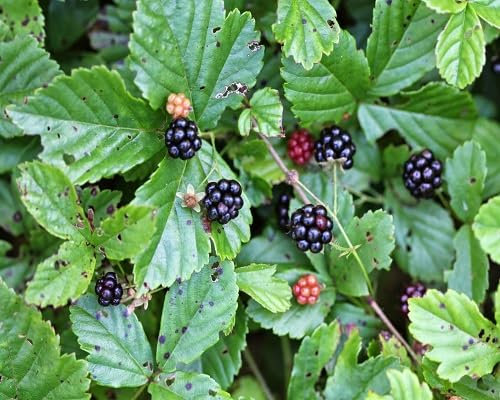 60 semillas nuevas de frutos de zarzamora frescos