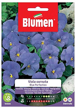 SEMI VIOLA CORNUTA BLUE PERFECTION BLUMEN