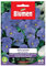 SEMI VIOLA CORNUTA BLUE PERFECTION BLUMEN
