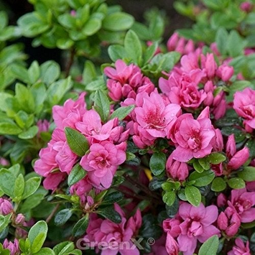 Kriechende Immergrüne Zwerg Azalee Mariko 15-20cm - Rhododendron nakaharai - lebende Gartenpflanze aus den Baumschulen