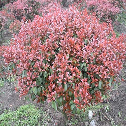 . New house garden of plants 10 semi photinia fraseri fraserery Serrulata Red Robin flowers of flowers Tipuohu: Only Seeds