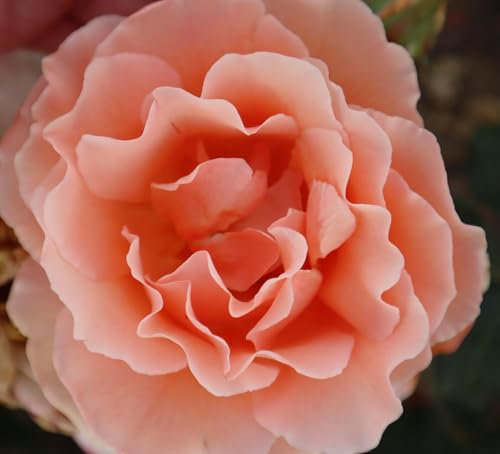 'Sweet Jessica' Standard Rose Tree Budded at 100cm - Apricot Blooms - 7L Potted Standard Rose Tree