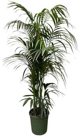 Palma Kentia – 230 cm – Ø 38