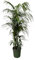 Kentia-Palme - Howea forsteriana - Zimmerpflanze - 230cm - ⌀38cm