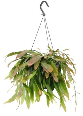 Rhipsalis Corail rouge - 25cm - Ø17cm - Plante d'intérieur - Vert persistant - Cactus et plantes succulentes