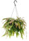 Rhipsalis Corail rouge - 25cm - Ø17cm - Plante d'intérieur - Vert persistant - Cactus et plantes succulentes