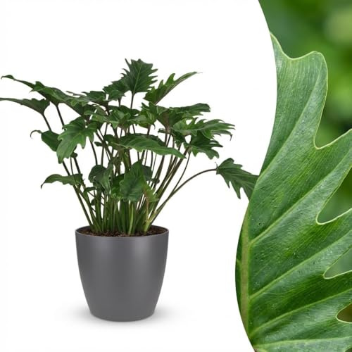 Green boutiQ - Zimmerpflanze - Philodendron - Philodendron Xanadu - Grün - Pflegeleicht - 1 Pflanze - mit Potter Grau - Topf 19cm - Höhe 60cm