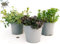 POWERS TO FLOWERS - MENTA BIO TRIS: MOJTO VARIEGATA, MOJTO CLASSICA, GLACIALE NERA, 3 PIANTE, piante vere