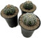 Fangblatt - Astrophytum asterias - seedgrown Sternenkaktus im Ø 9 cm Topf - pflegleichter Kaktus - exotische Zimmerpflanze zum verlieben