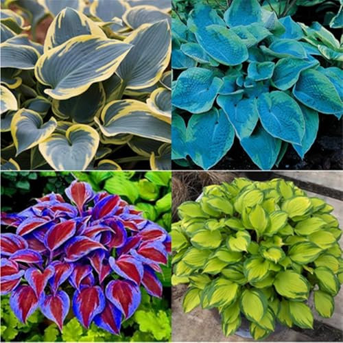 Hosta pflanze mix,Hostas funkien,Funkienzwiebeln, kältebeständige mehrjährige Pflanzen,Hosta mix pflanze winterhart-15zwiebeln-B
